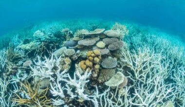 Calls for urgent Marine Cloud Brightening to address Great Barrier Reef heatwaves caused by reduced shipping sulphur