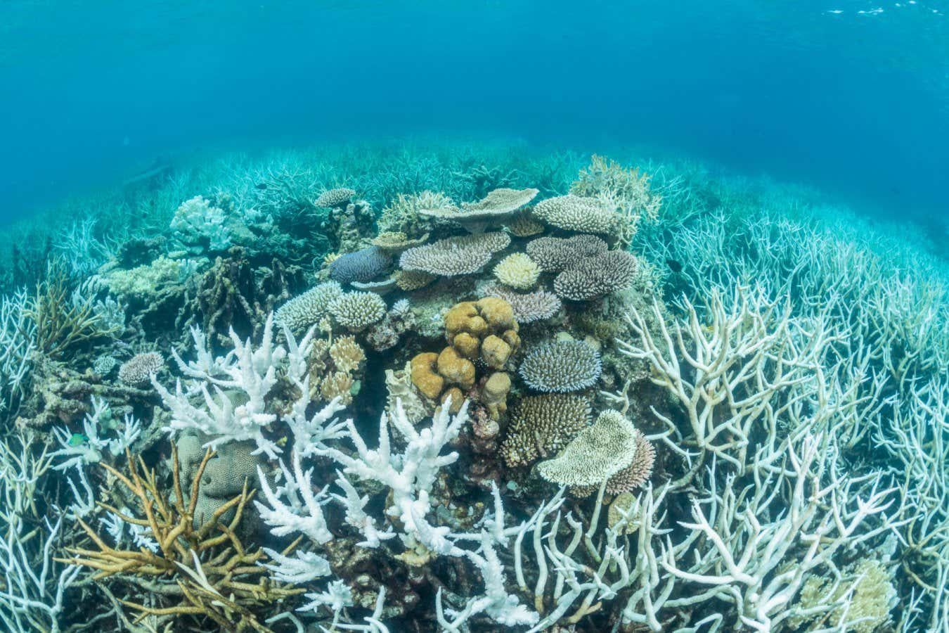 Calls for urgent Marine Cloud Brightening to address Great Barrier Reef heatwaves caused by reduced shipping sulphur
