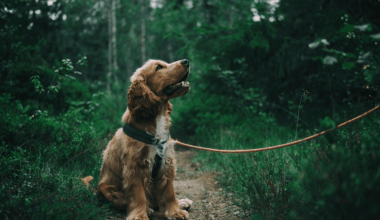 UK dog owners face fines of up to £500 for poor behaviour in public spaces under new rules