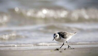 Waddenzee al 16 jaar werelderfgoed, maar doet Nederland genoeg om deze status te behouden? 'Het verlies zou een zonde zijn'