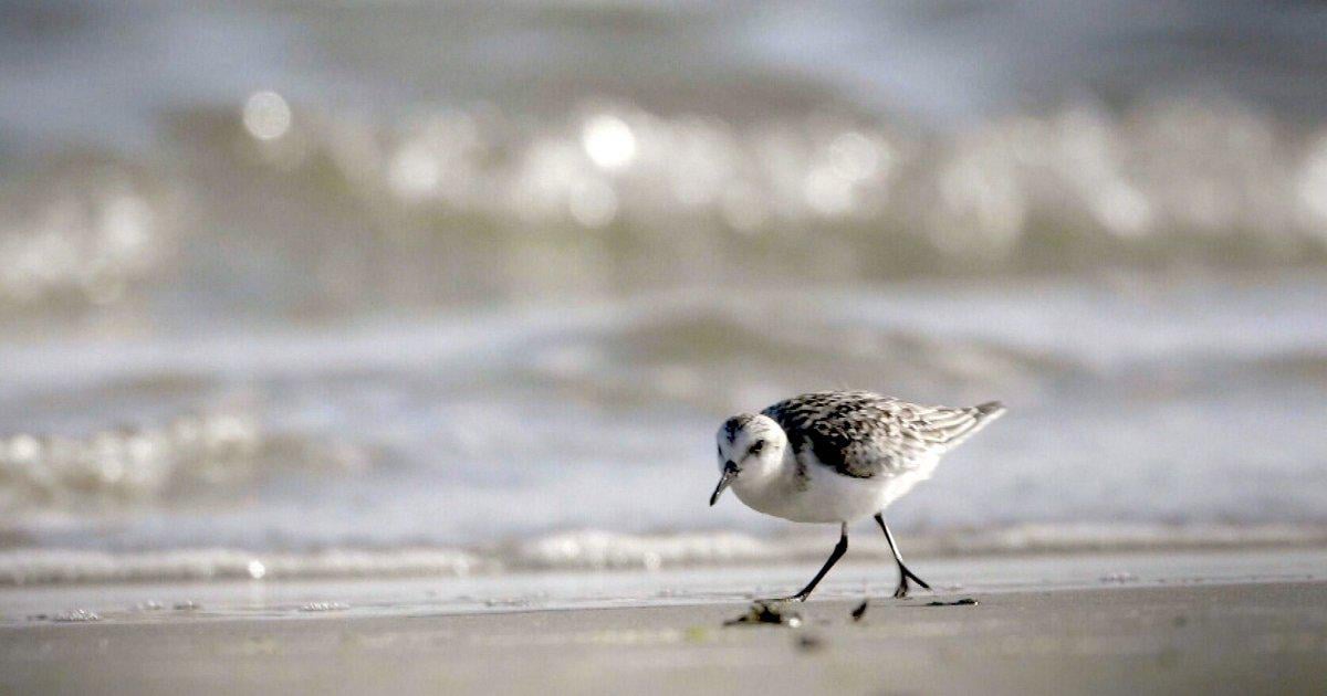 Waddenzee al 16 jaar werelderfgoed, maar doet Nederland genoeg om deze status te behouden? 'Het verlies zou een zonde zijn'