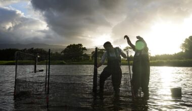 Helping Save Hawaiian Ducks From Extinction. Only about 700 koloa maoli remain in the wild and are centered on Kauaʻi. A team of researchers is trying to reestablish the population across the Hawaiian Islands.