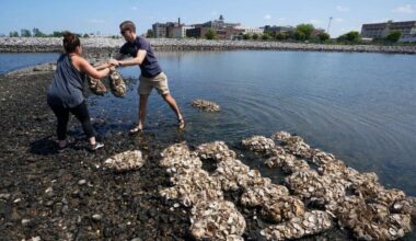A New Jersey Shore Town Has Turned to Oysters to Fight Sea Level Rise and Erosion