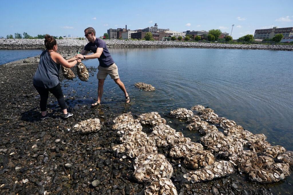 A New Jersey Shore Town Has Turned to Oysters to Fight Sea Level Rise and Erosion