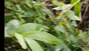 Kayan National Army (Karenni rebel group) fighting the Myanmar (Burma) Army around the Mobye-Pekhon area between June-July 2025. A couple fighters wounded seen