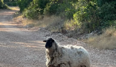 So I was on godišnji and met this sweet Croatian babe. 🐑 🥹