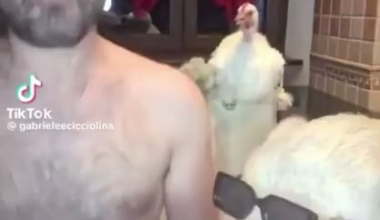 A kdo ve, kje se lahk kupi takšne zavese?