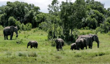 Elephant kills 2 female tourists from the UK and New Zealand in Zambian national park