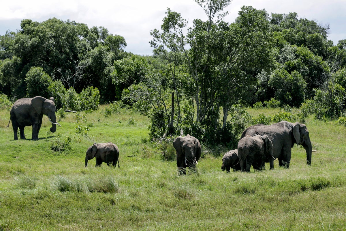 Elephant kills 2 female tourists from the UK and New Zealand in Zambian national park