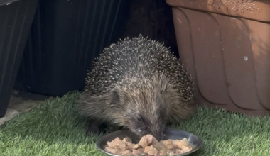 This guy has just moved into my parents garden