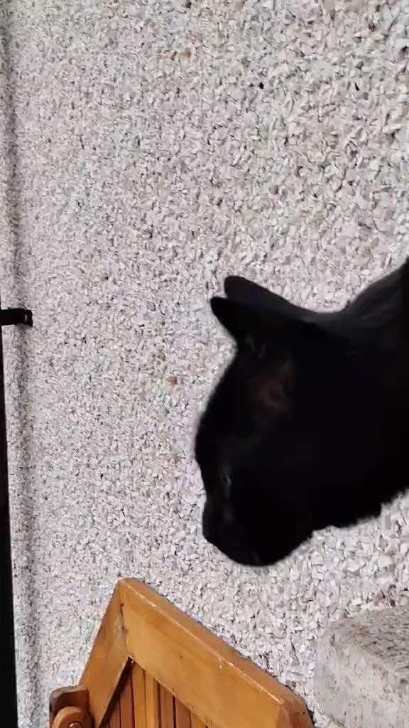 Please help me find my friends lost cat in Carrickfergus