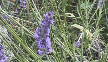 Unser Lavendel ist ein Hummelparadies.