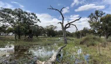 Restored Wetlands Reap Benefits For Climate, Drought-Resilience After Just One Year – Eurasia Review