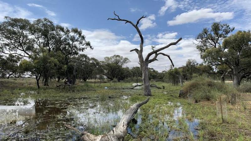 Restored Wetlands Reap Benefits For Climate, Drought-Resilience After Just One Year – Eurasia Review