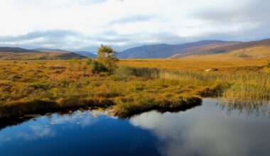 Ignoring Peatlands Could Derail Climate Goals – Eurasia Review