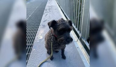 Bridge gets $25,000 upgrade to be more comfortable for dogs