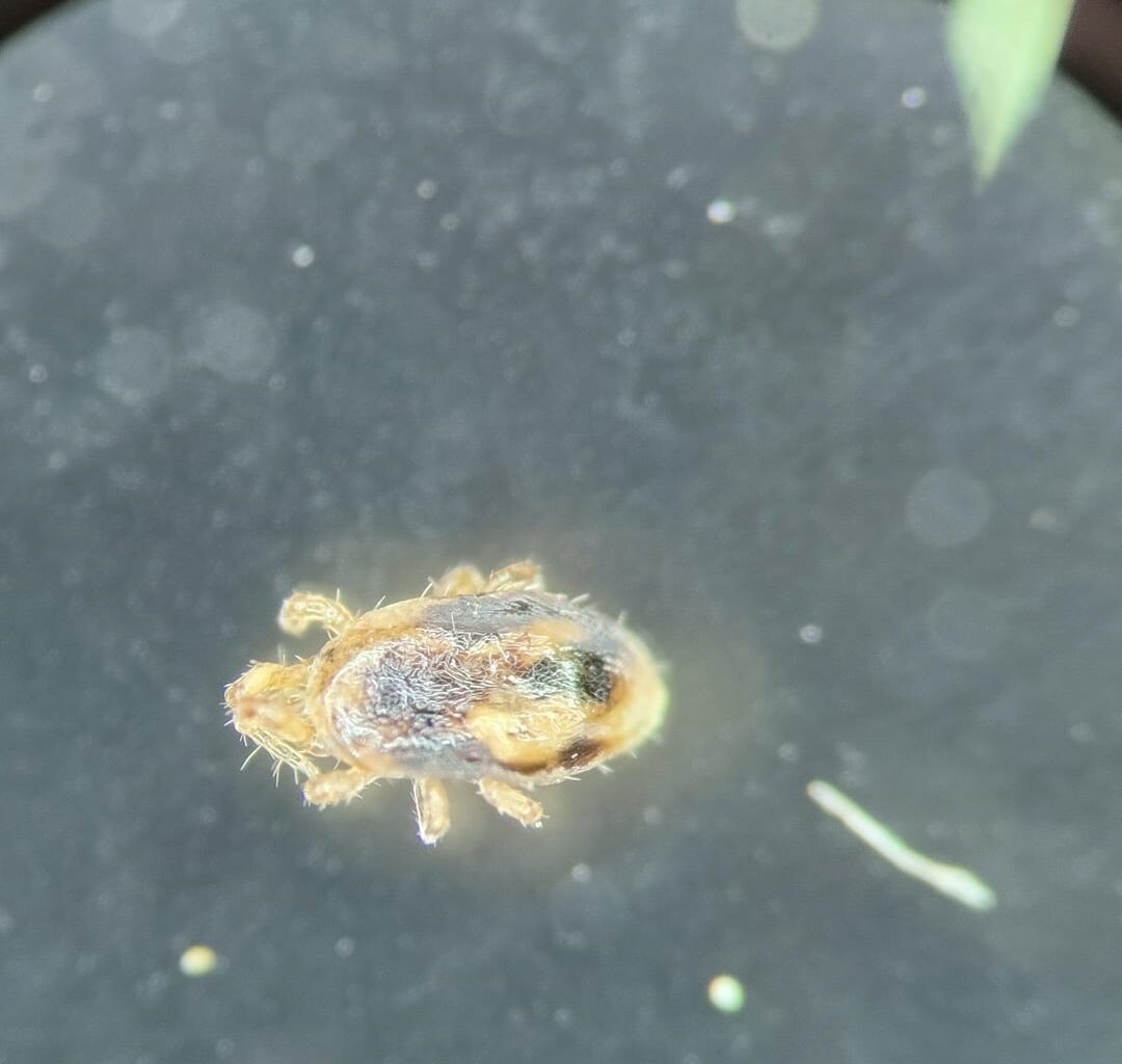 Was für ein Käfer ist das?