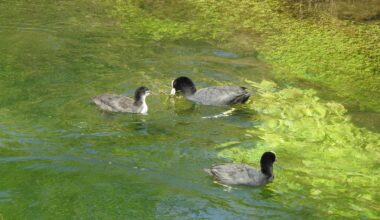 Familie Blässhuhn auf der Pader in Paderborn
