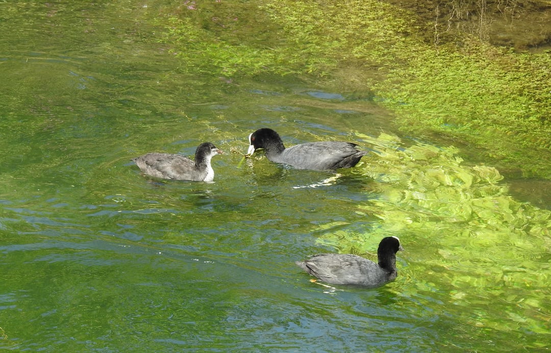 Familie Blässhuhn auf der Pader in Paderborn