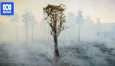 Environmental issues sidelined in Tasmanian state election
