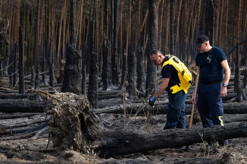 Firefighters fight hidden pockets of embers in the forest fire on the Saalfelder Hoehe. Michael Reichel/dpa