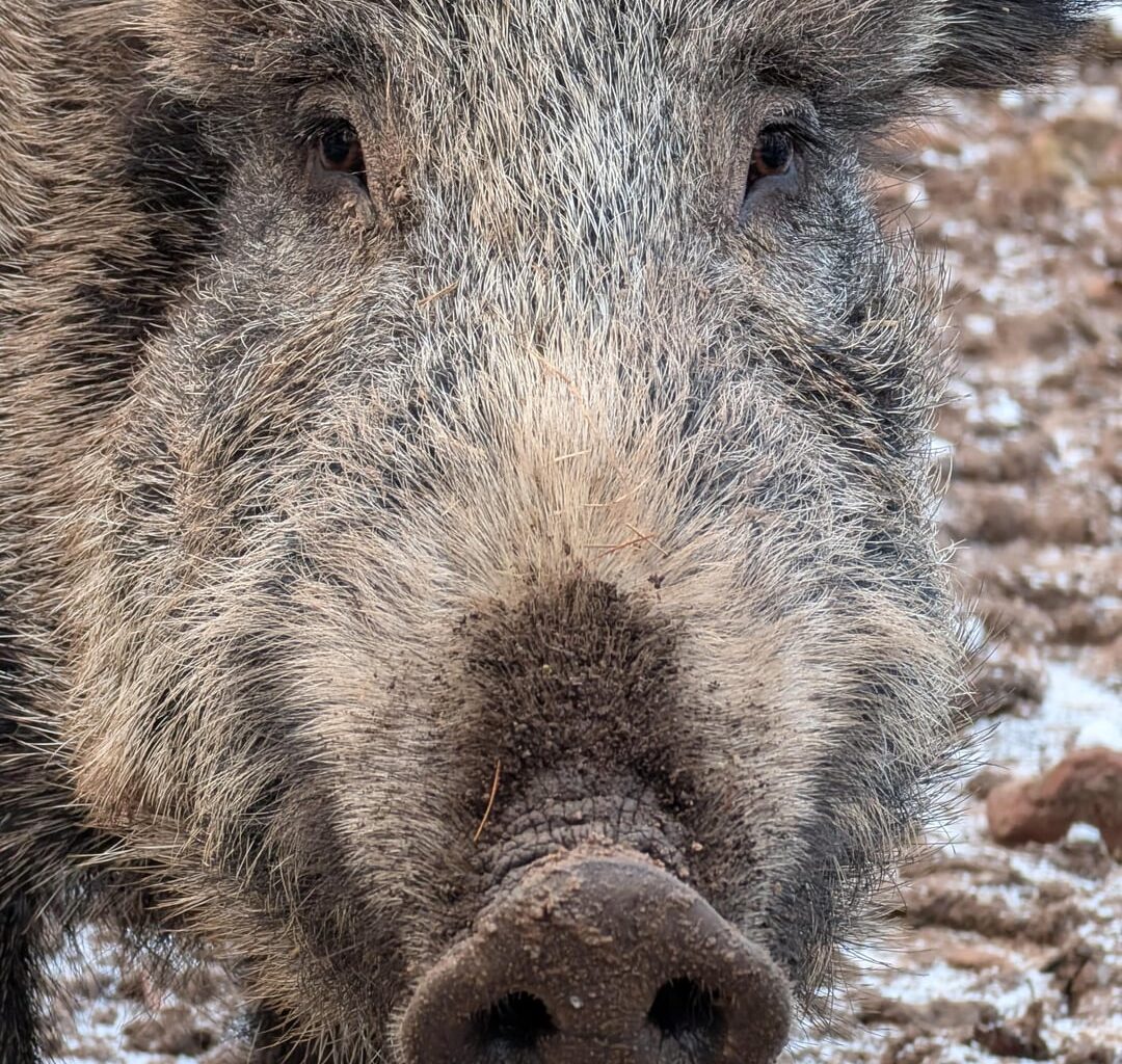 Wildschwein