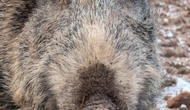 Wildschwein
