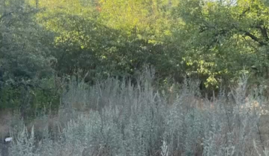 Russian ammo dump blows up near Pokrovsk. Recorded by Russian soldier. July 2025