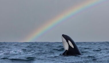 Kontaktversuch durch Orcas: Warum "Killerwale" Menschen Essen anbieten