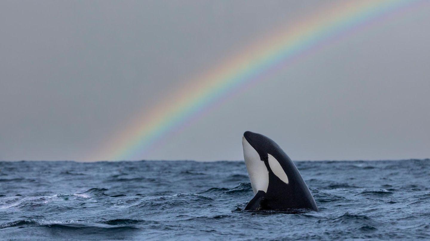 Kontaktversuch durch Orcas: Warum "Killerwale" Menschen Essen anbieten