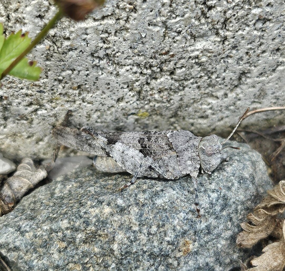 Blauflüglige Ödlandschrecke