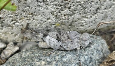 Blauflüglige Ödlandschrecke