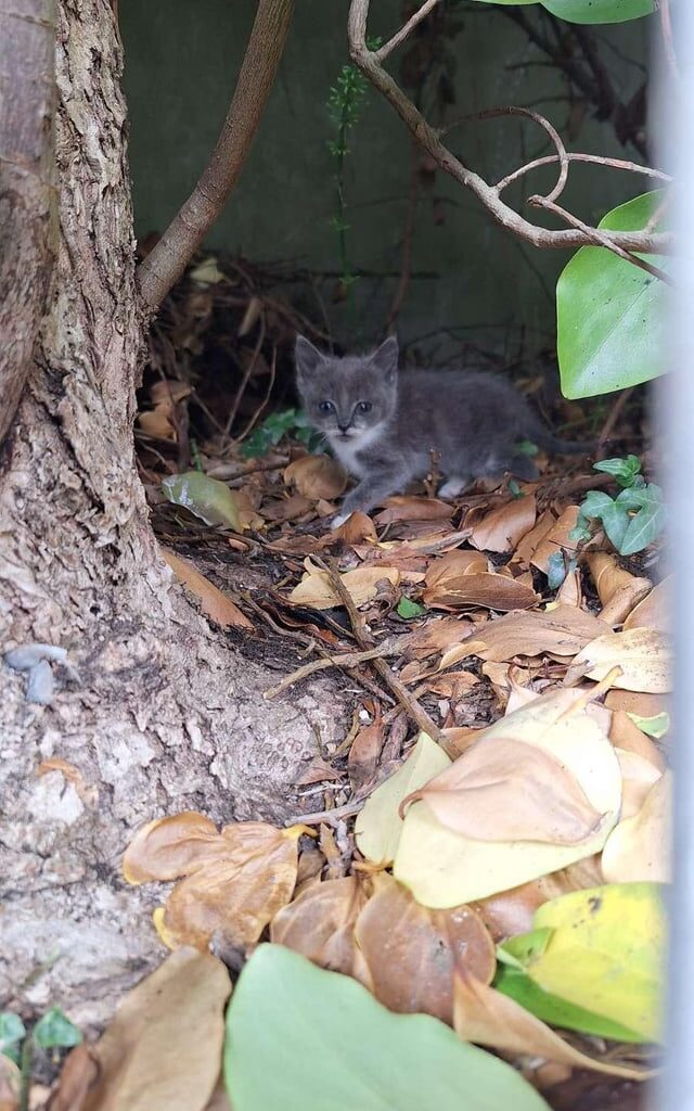 Found this little guy in Kilbarrack DART Station.