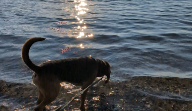 Blodhund på tur i Hundeidvik, Norway