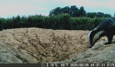 Badger heading back to the set after a busy night.