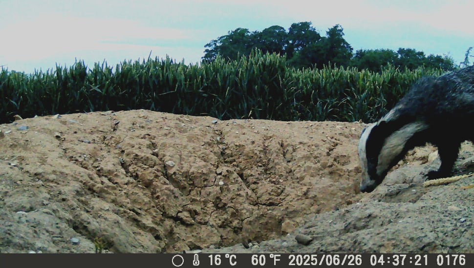 Badger heading back to the set after a busy night.