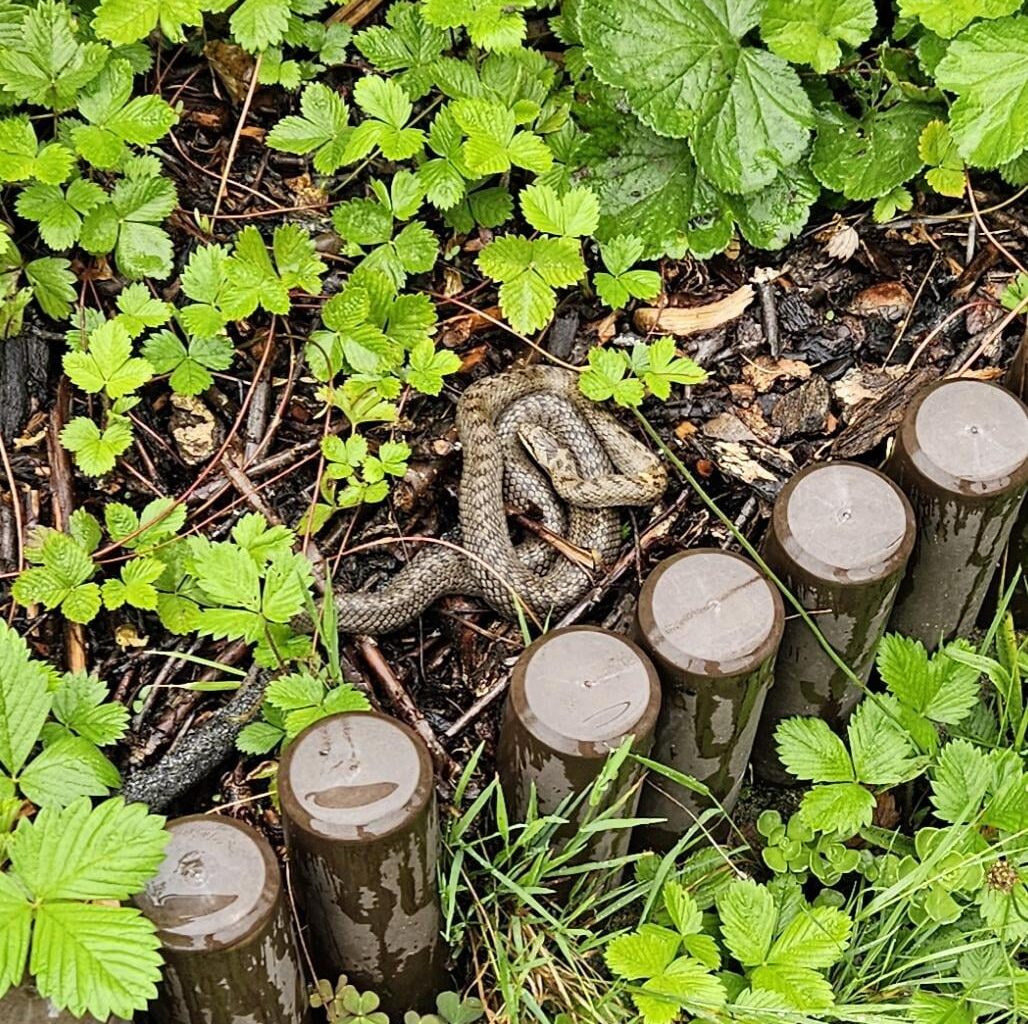 Wer ist hier in unseren Garten eingezogen?