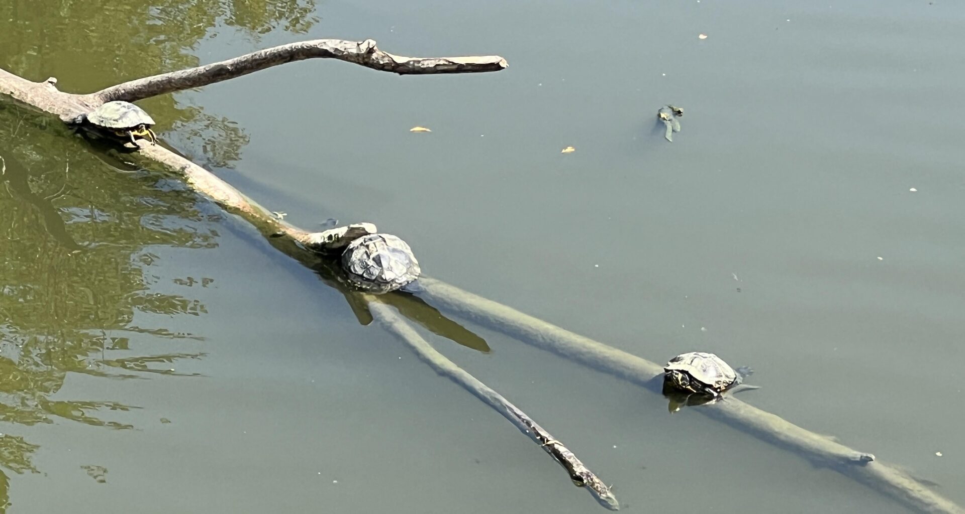 Canadabrug Brugge,today's sunbathers