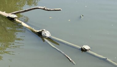 Canadabrug Brugge,today's sunbathers