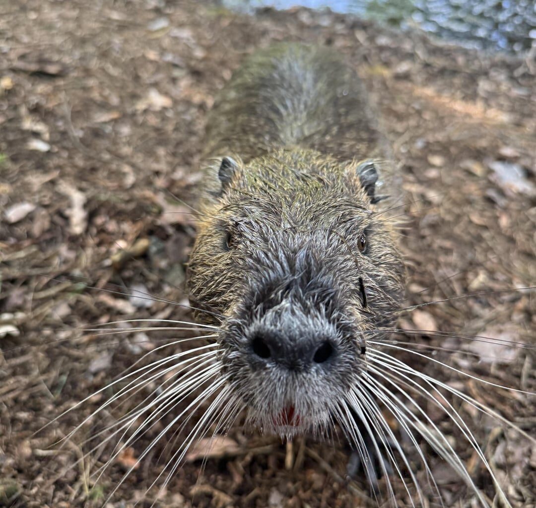 Ein sehr interessantes Nutria