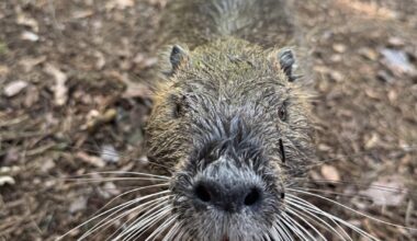 Ein sehr interessantes Nutria