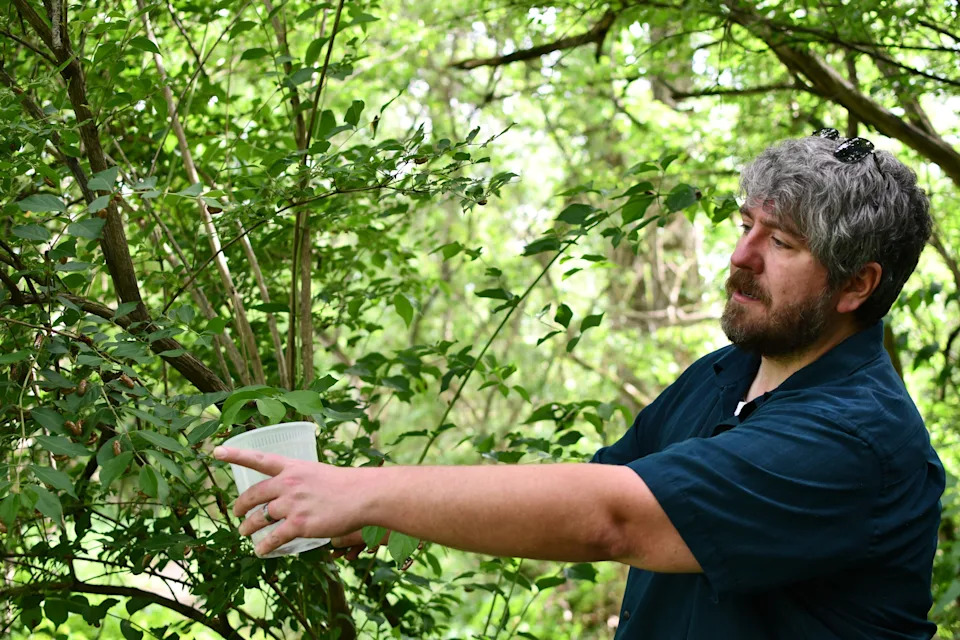 Jonathan Larson, an entomologist at the University of Kentucky, collects cicada shells in Lexington, Kentucky, with Texas artist Diego Miró-Rivera on May 21, 2025.