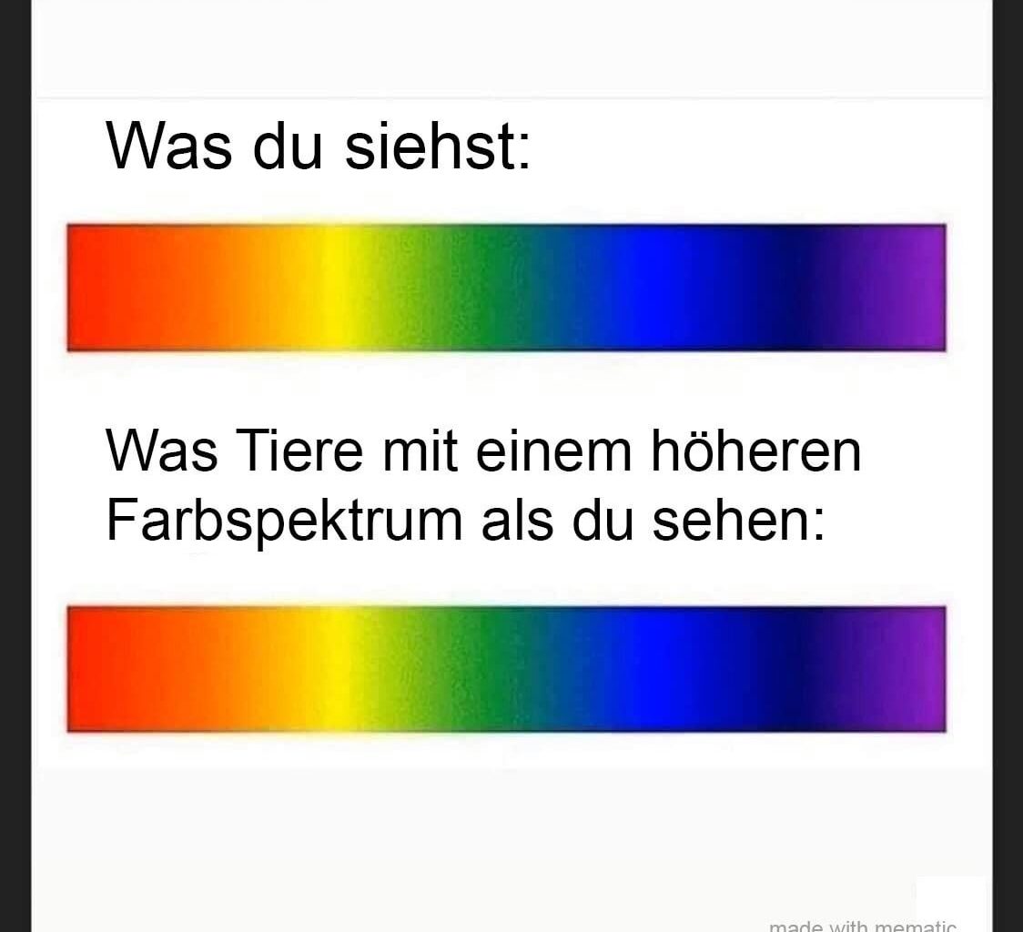 ich_iel
