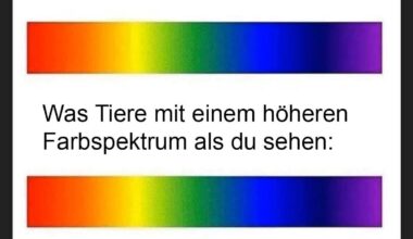 ich_iel