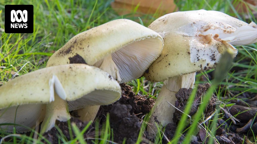 Mushroom foraging tours say Erin Patterson murder trial has raised insurance costs