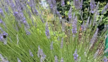 Ich schließ‘ mich dem Hummel und Lavendel Thema an 🥰
