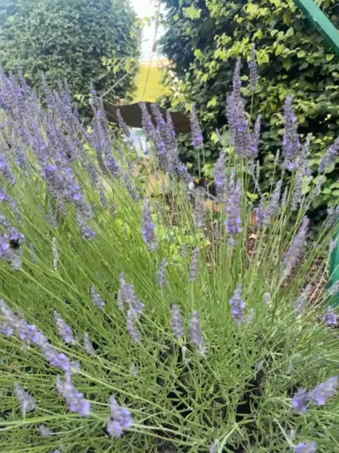 Ich schließ‘ mich dem Hummel und Lavendel Thema an 🥰