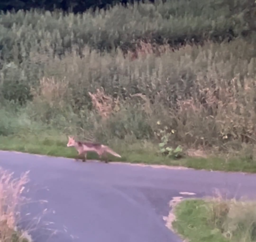 Ulv spottet på Nørrebro ved Lersøparken!