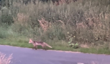 Ulv spottet på Nørrebro ved Lersøparken!