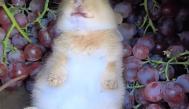 Just Pedro and his grapes.